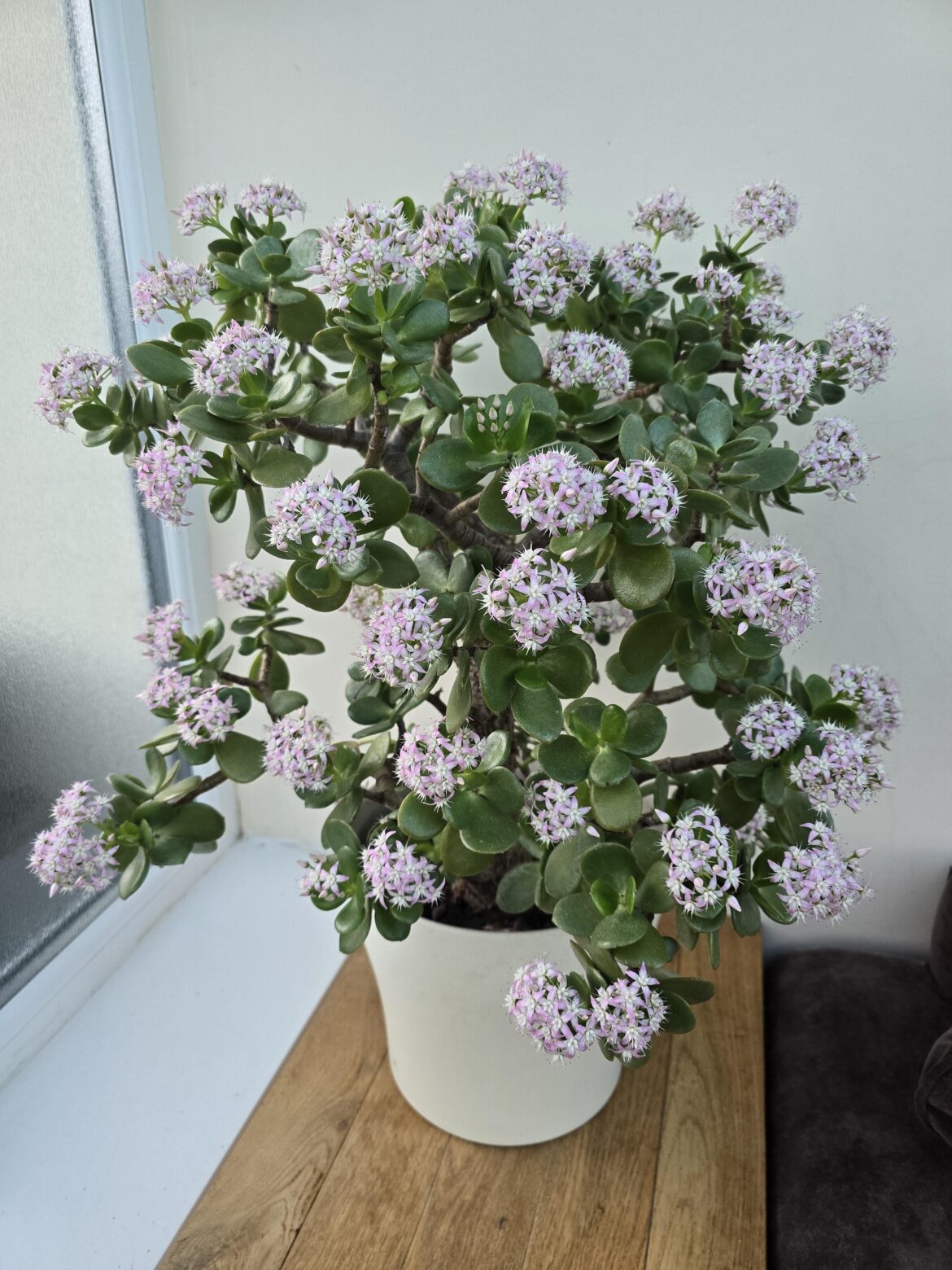 Annual treat from my biggest jade