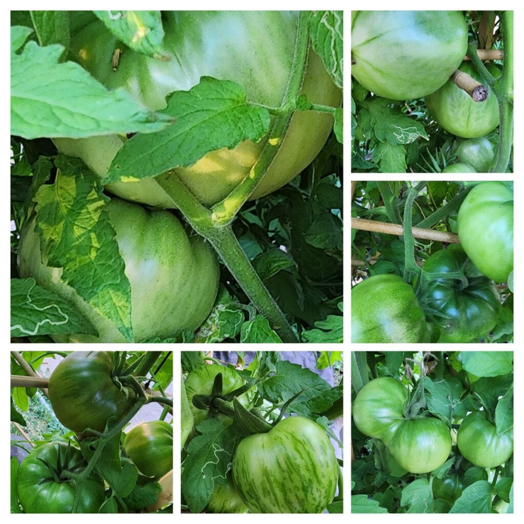 Zone 9B, Harvest immenint