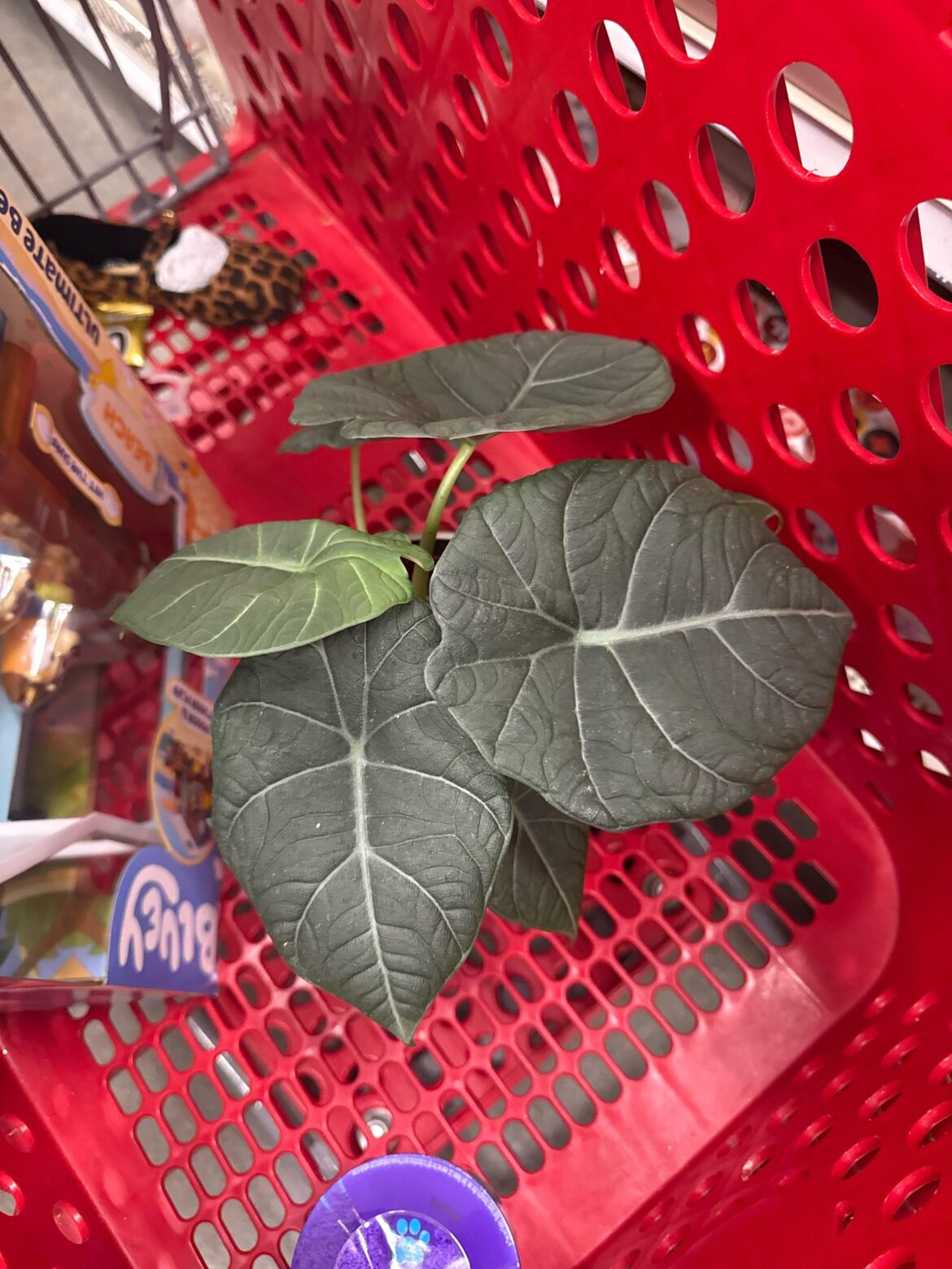 Is this an alocasia Melo?