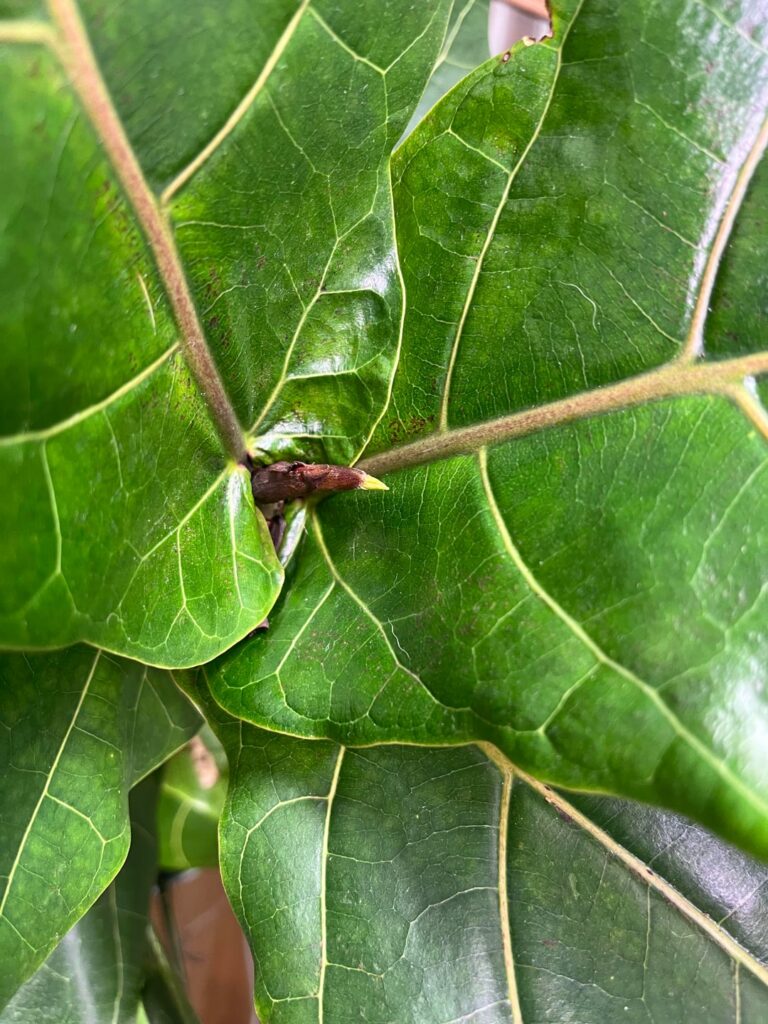 New Leaves Coming In