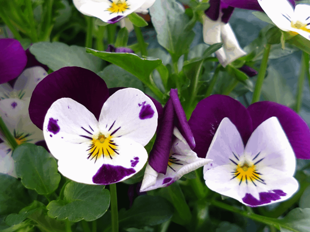 Violets on the balcony
