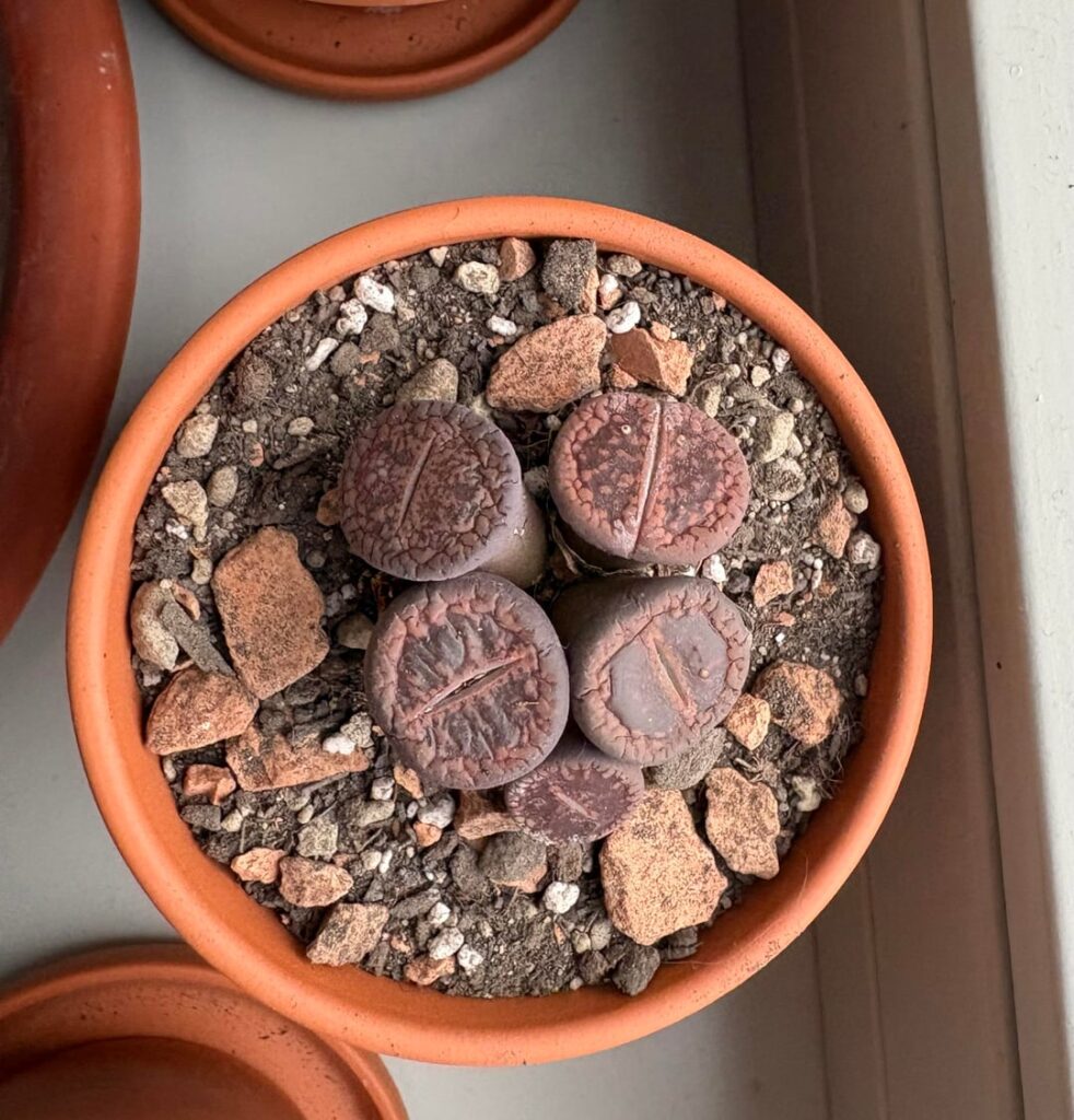 Lithops newbie needs advice :-)