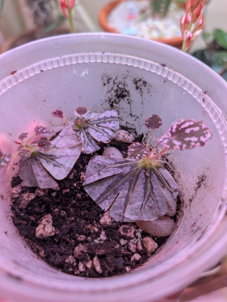 Chayo leaf propagations coming in nicely!!