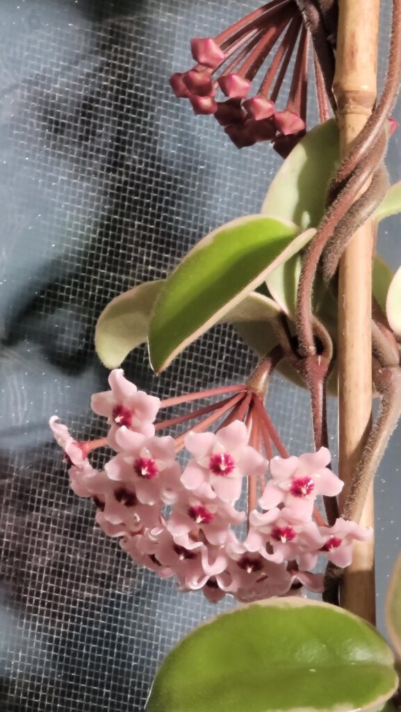 Hoya Carnosa Krimson Queen