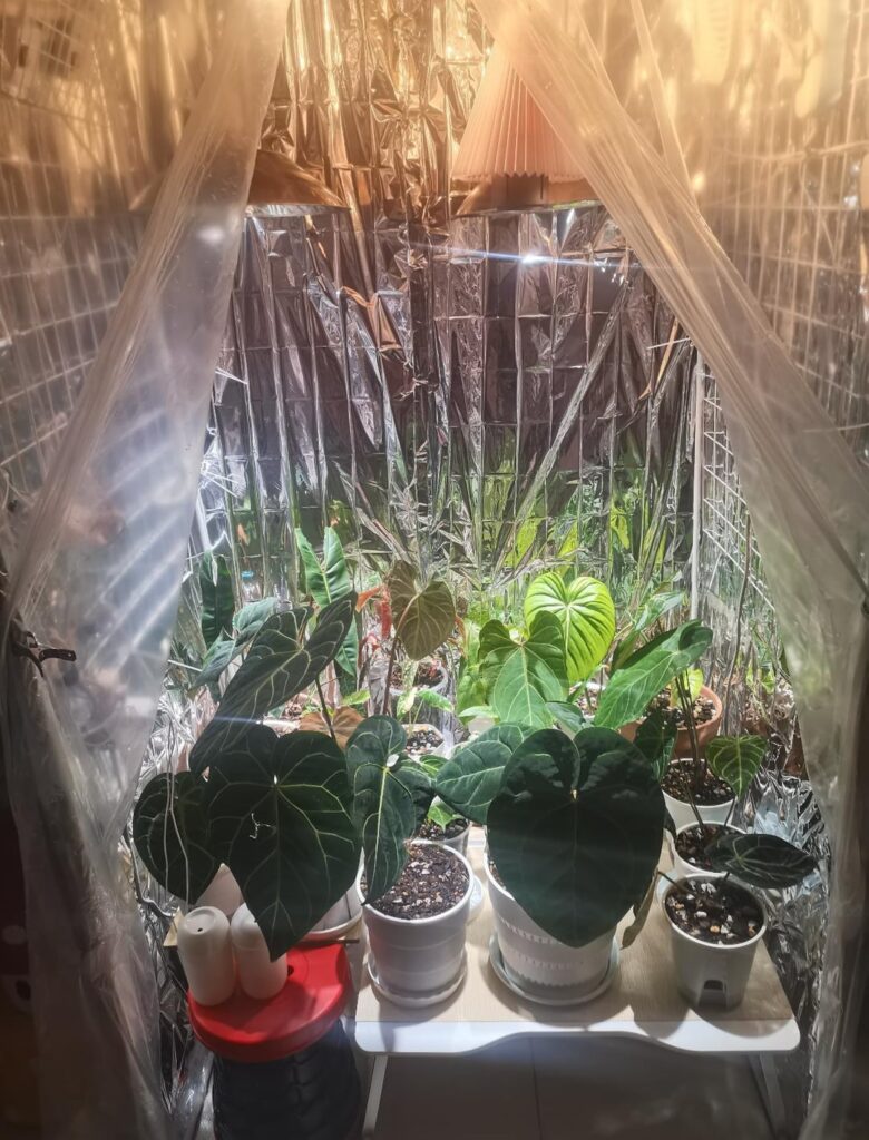 XMAS wish: that all my plants make it through winter
