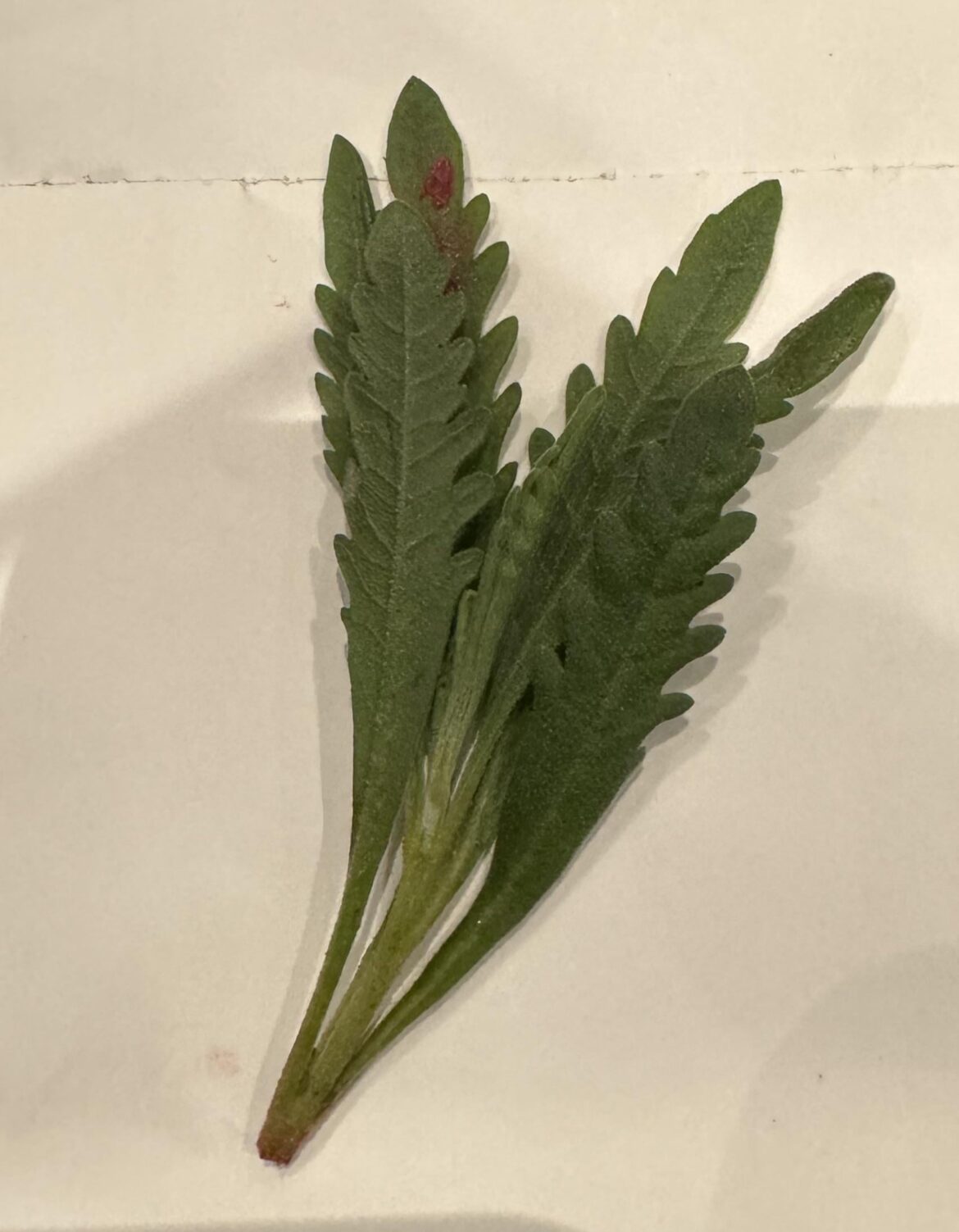 Was in my cocktail tonight, what is it?