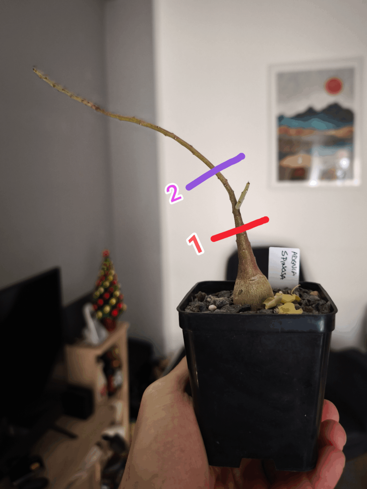 Should I cut (and where?)now that it's dormant at last?