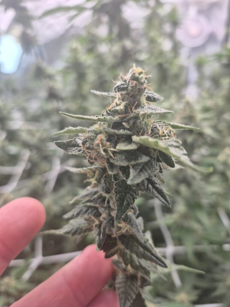 Any tips for bigger, dense buds....