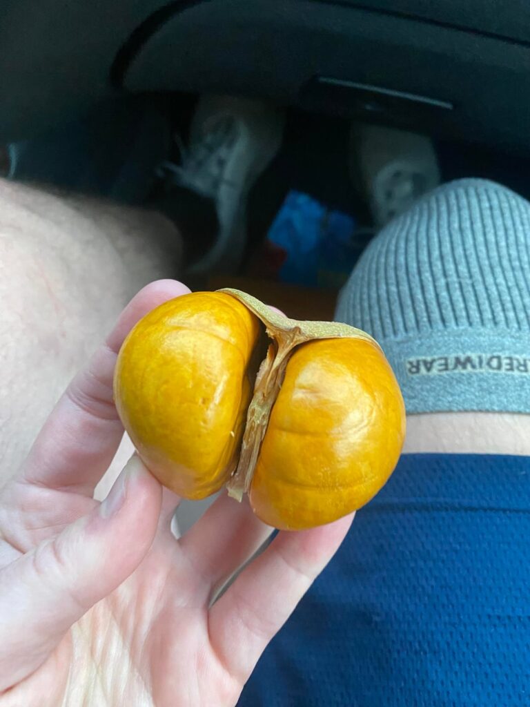 Plant this seed comes from?