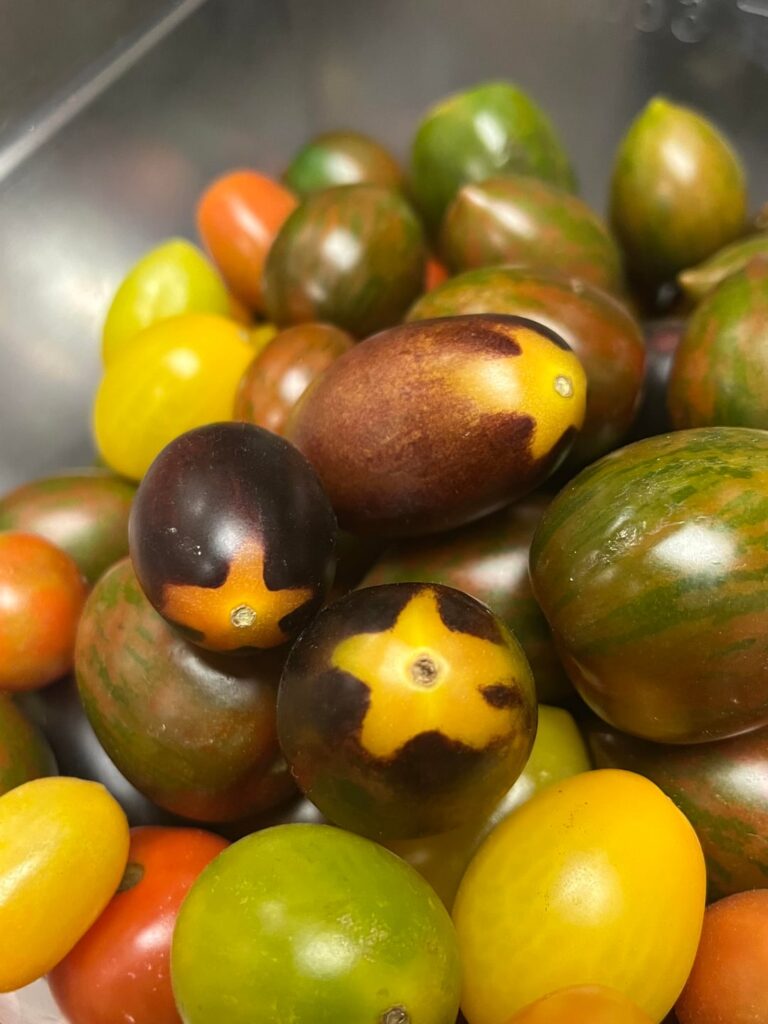 What tomato variety is this