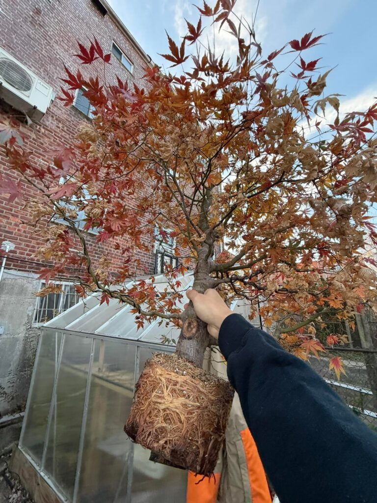 Japanese Maple Airlayer + Grafting Japanese Maple Airlayer + Grafting