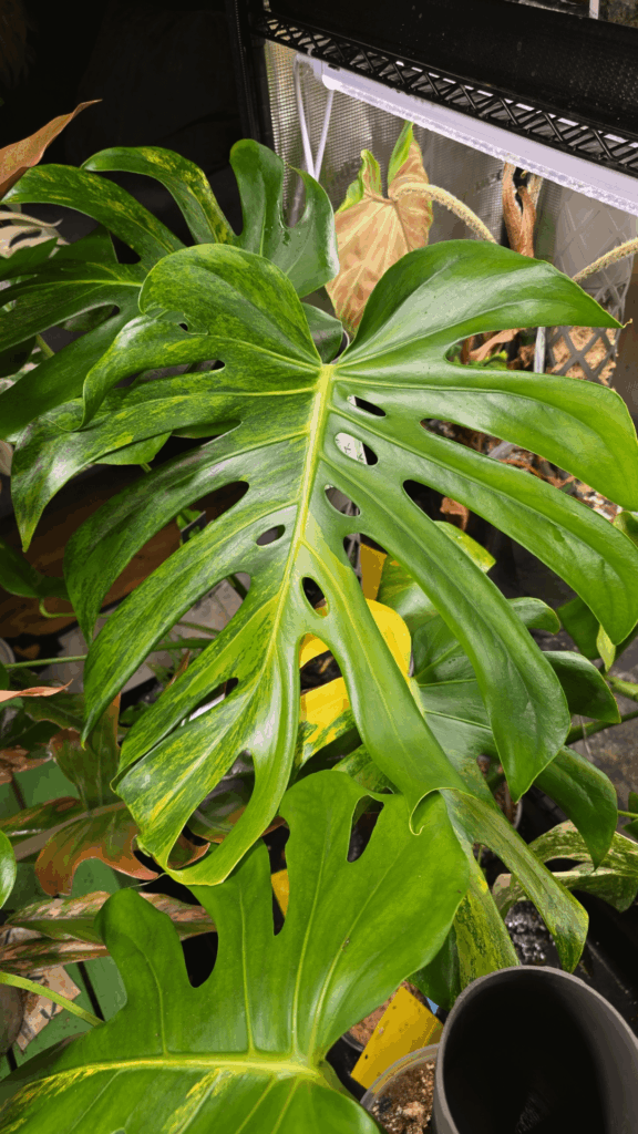 Monstera Aurea LF appreciation post
