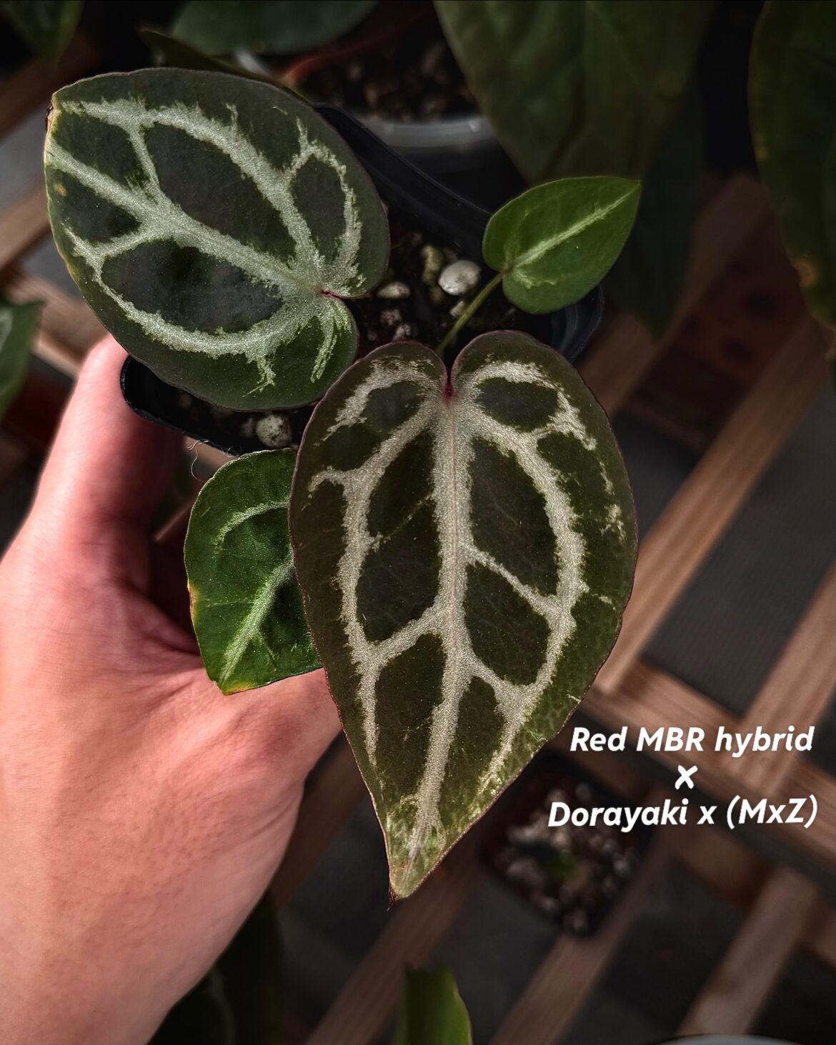 What a hybrid ! I can't take my eyes off those veins ⭐️