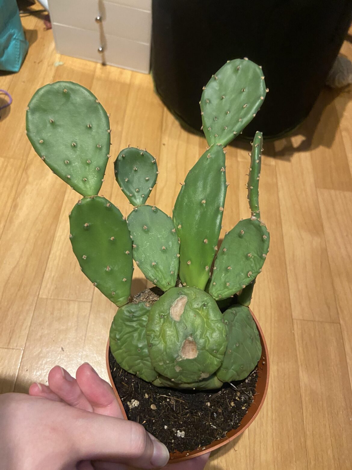 Identificatipn and rescue help?! Identificatipn and rescue help?!