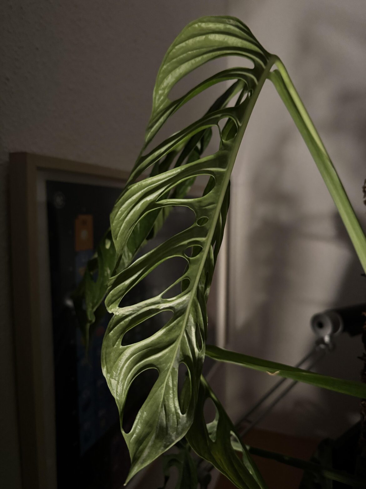 The latest leaf of my Monstera Adansonii ‘Indonesian Marble‘