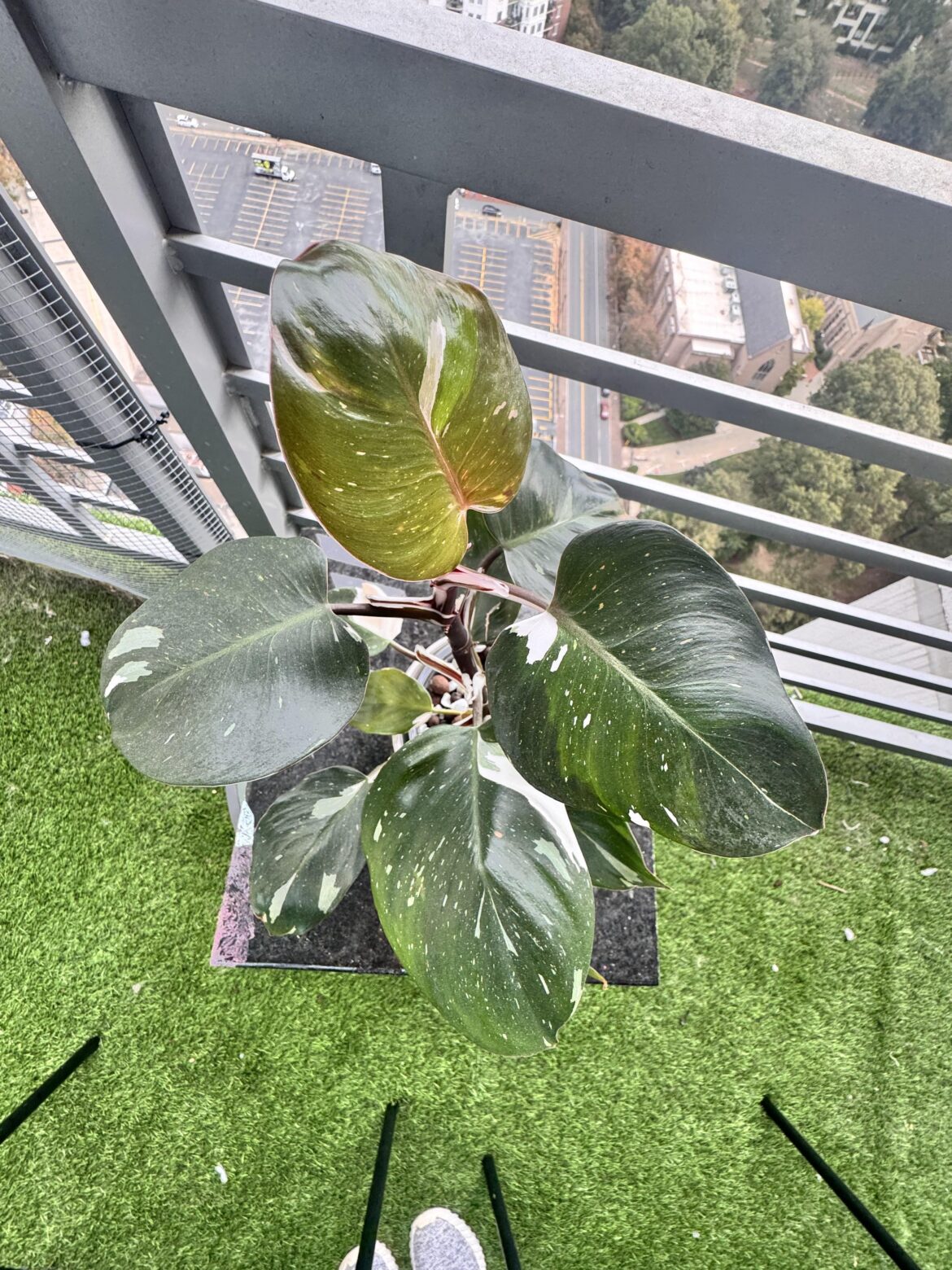 DIY Moss Poles for large plants DIY Moss Poles for large plants