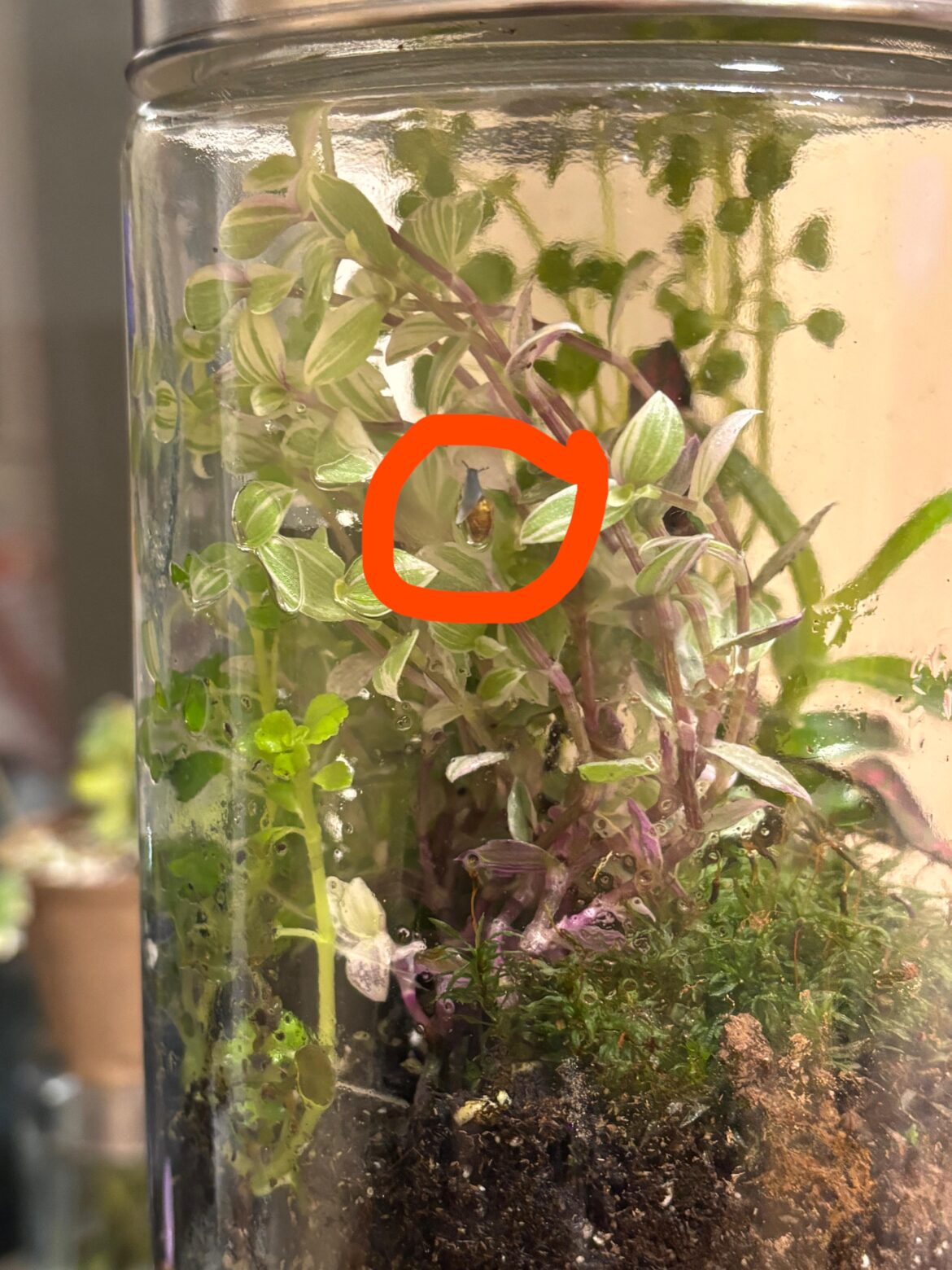 Snails? Snails?
