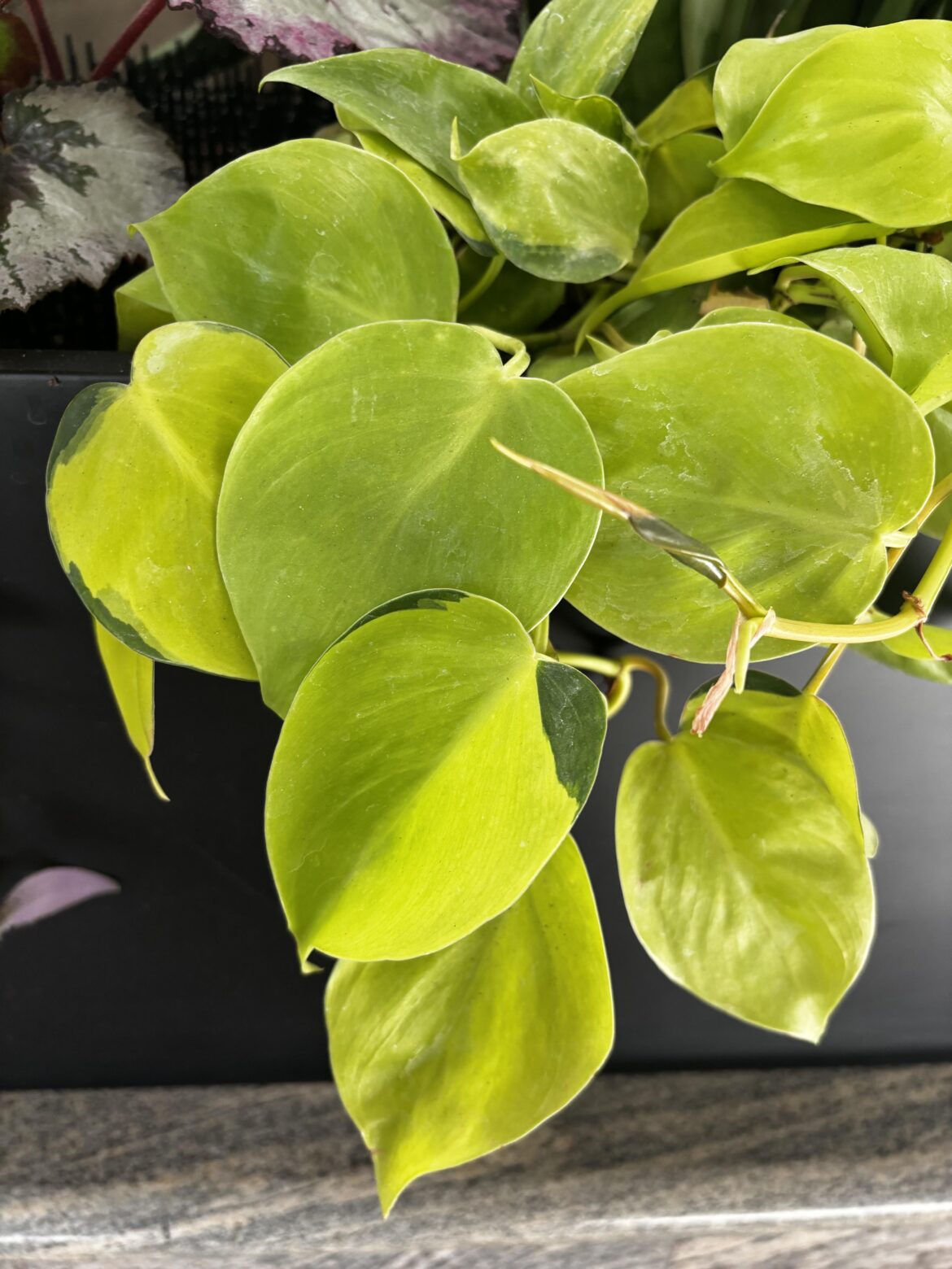 Why do my neons have dark green parts?