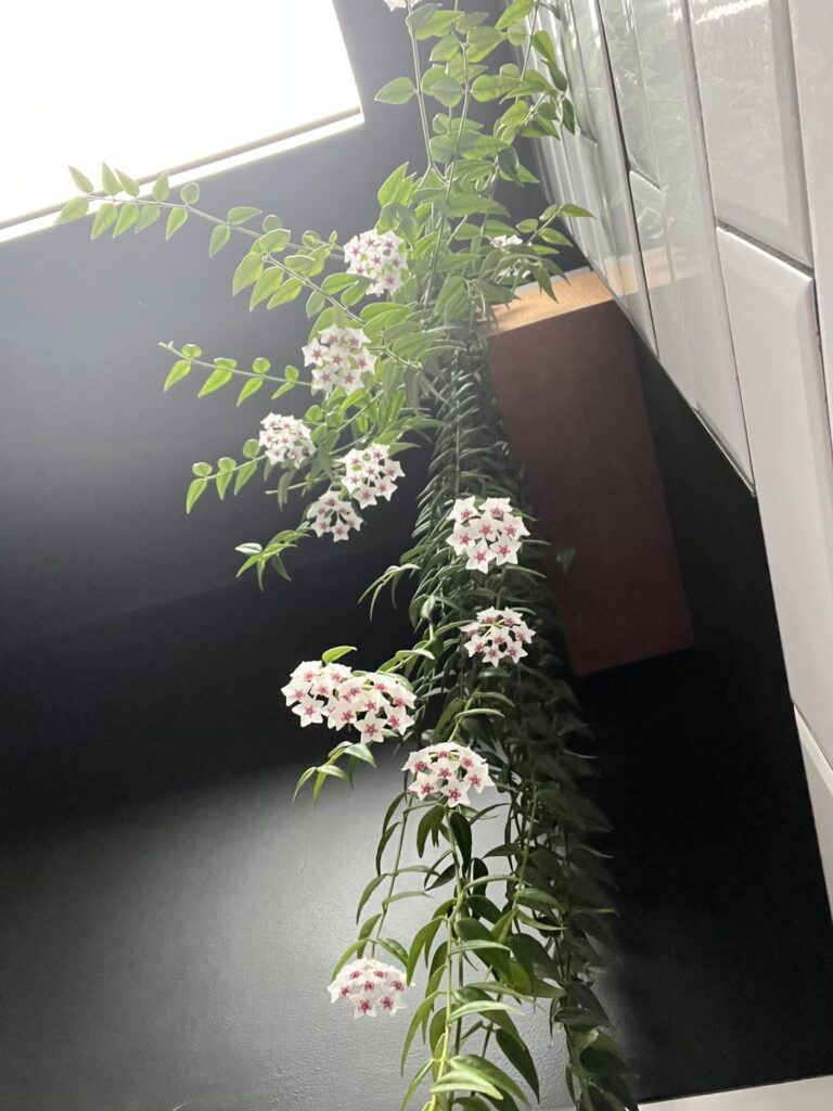 Family Hoya Family Hoya