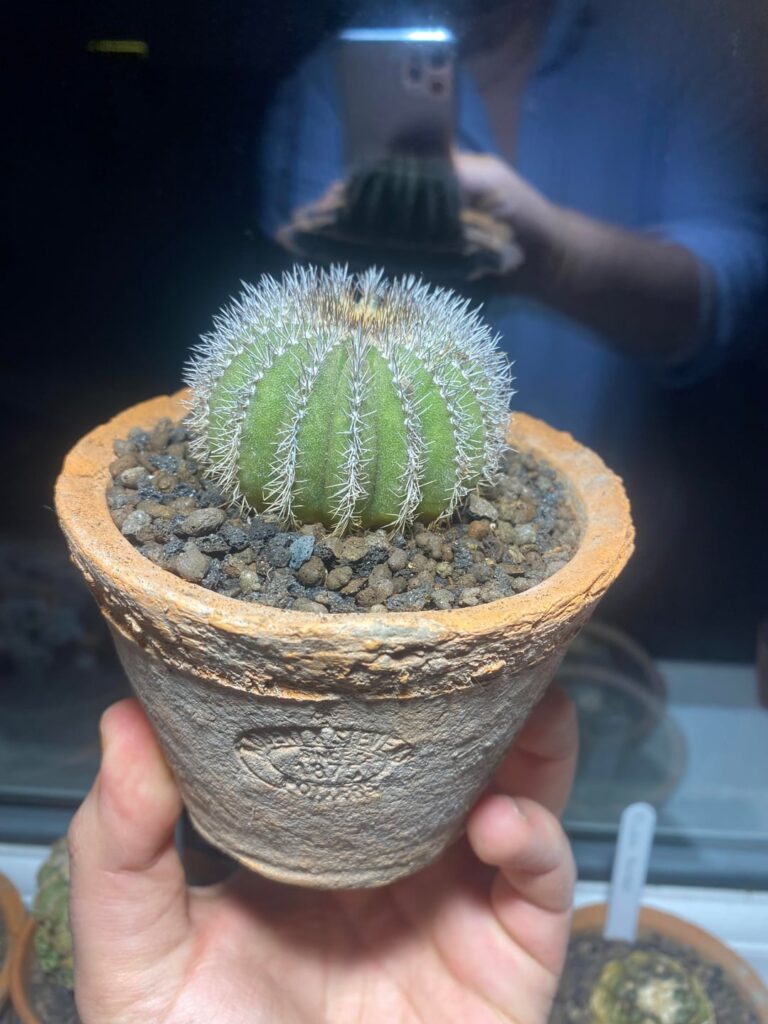 All potted or repotted