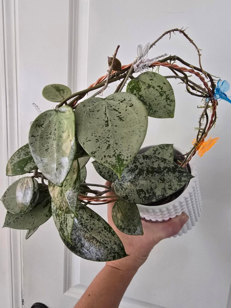 Verticillata Silver Heart Splash