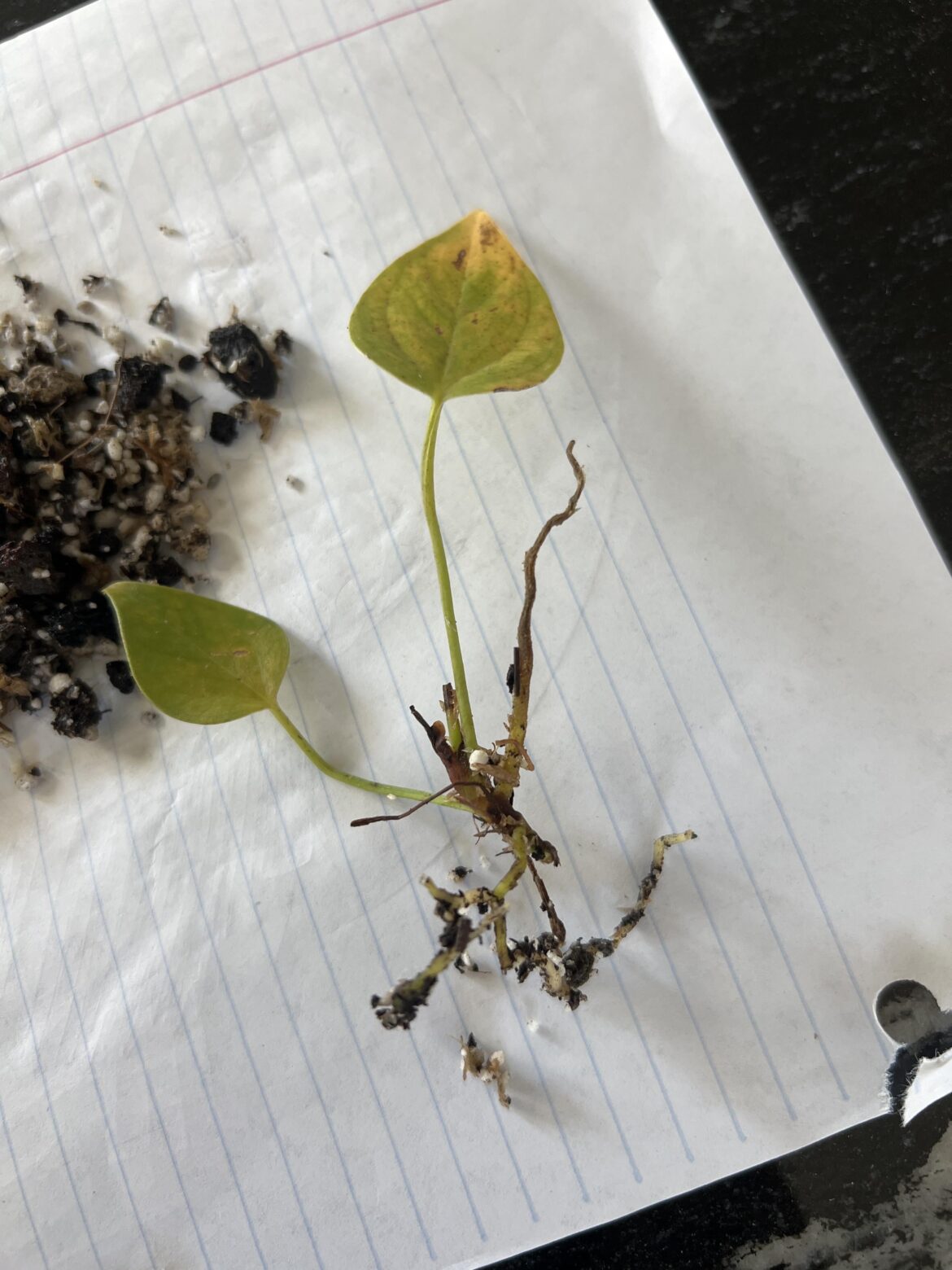 Anthurium veitchii, should I put it in moss until it gets more roots?