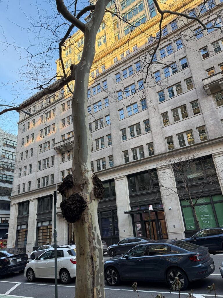 What is growing on this tree?