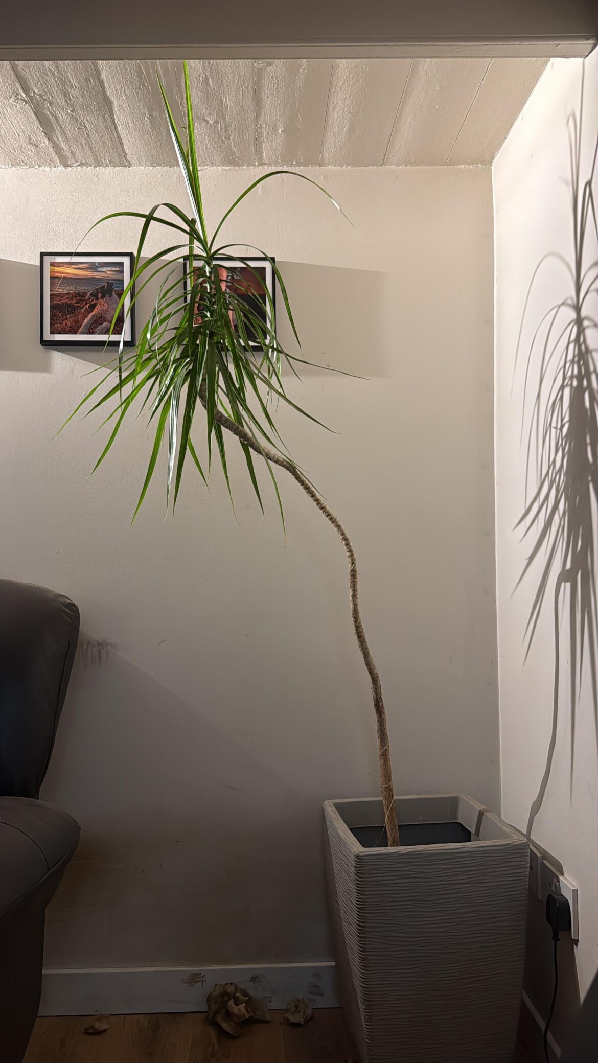 Hey! Can anybody ID this gifted plant? Hey! Can anybody ID this gifted plant?