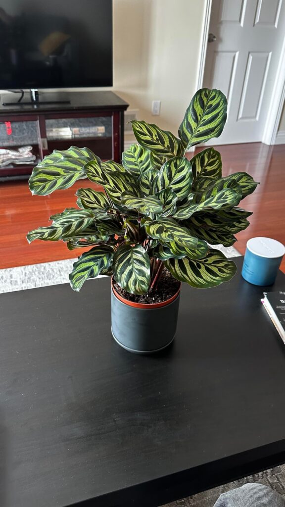 The first plant I’ve ever owned, two months later