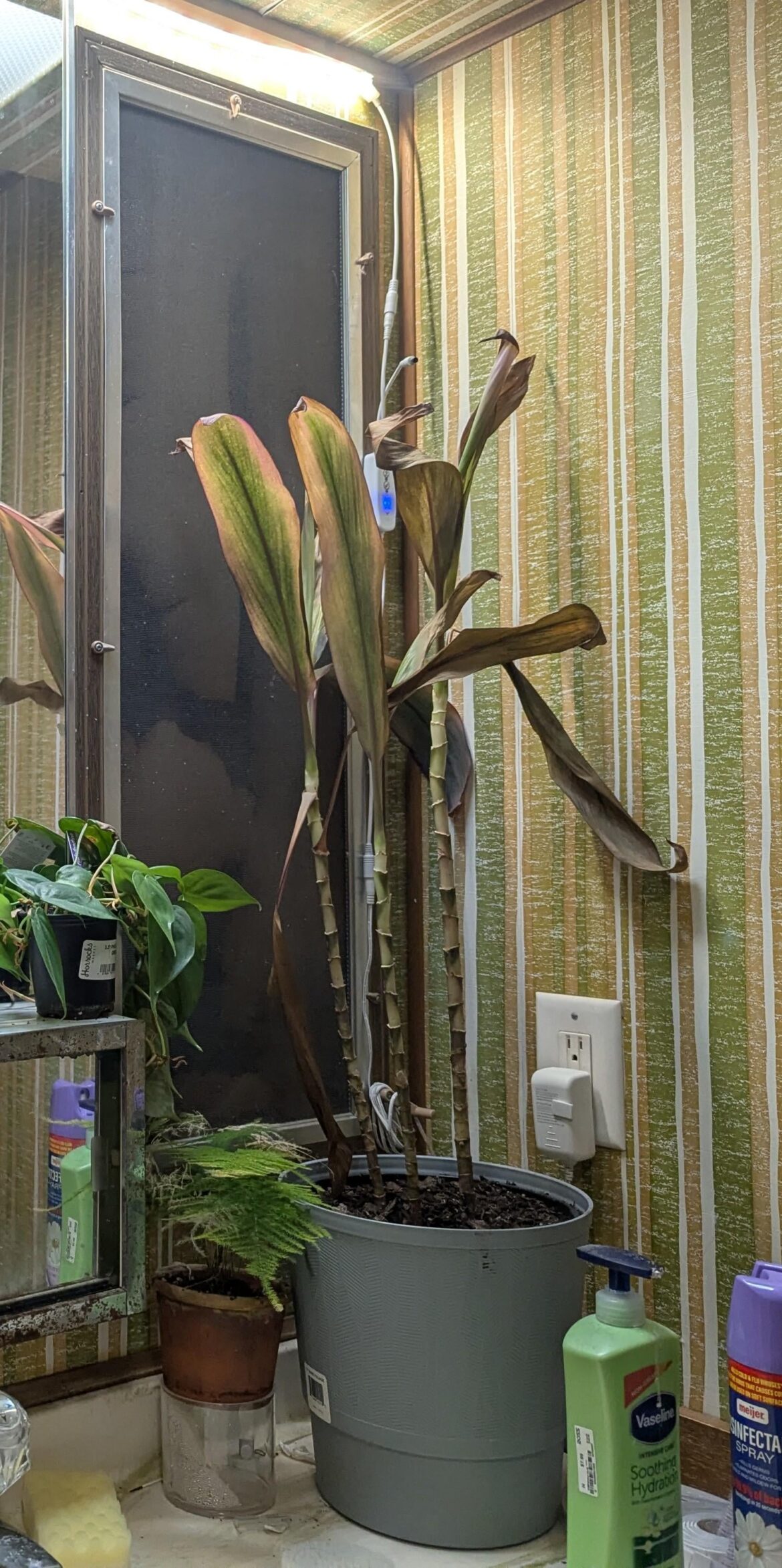 Plant burned by heat vent. I tore off most leaves that were too damaged. What steps do I take next? Plant burned by heat vent. I tore off most leaves that were too damaged. What steps do I take next?