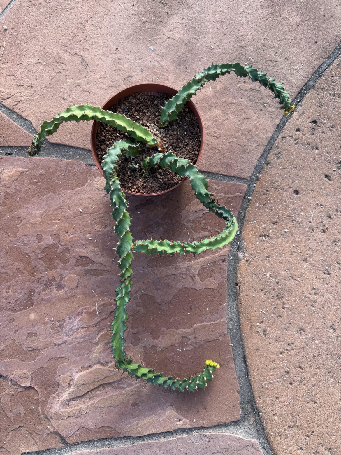 Unwieldy euphorbia