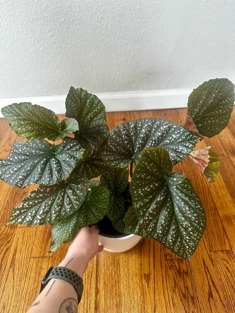 Thought y’all would appreciate my THRIVING Begonia I propagated from a small cutting 6 months ago.