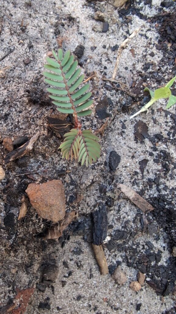 What seedling is this?