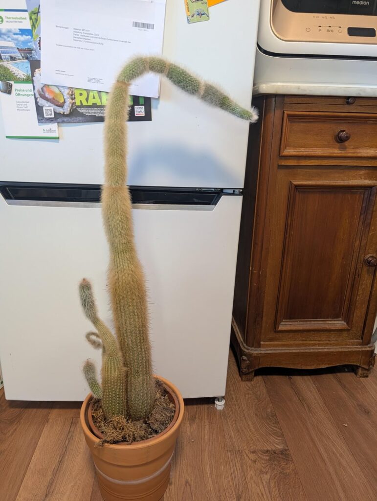 Why ist this happening to my cactus?
