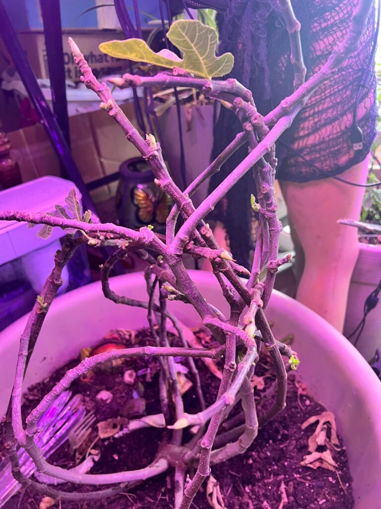 Is this a stupid idea? Is this a stupid idea?