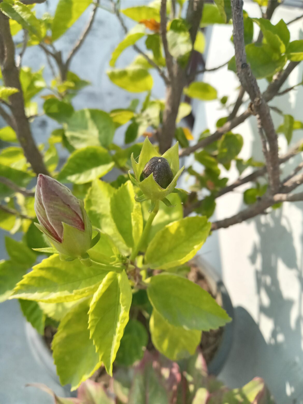Hibiscus suddenly giving seeds?