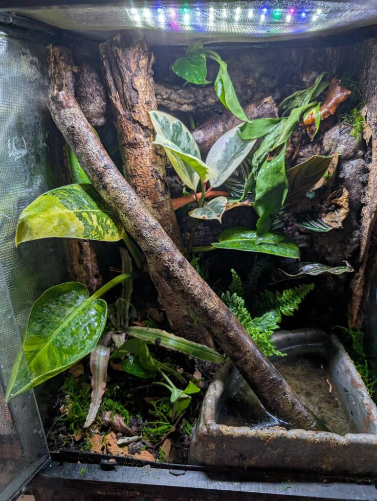 My Vivariums!
