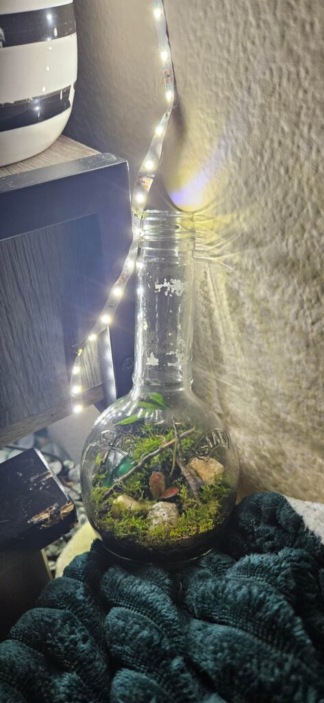 My smallest terrarium so far My smallest terrarium so far