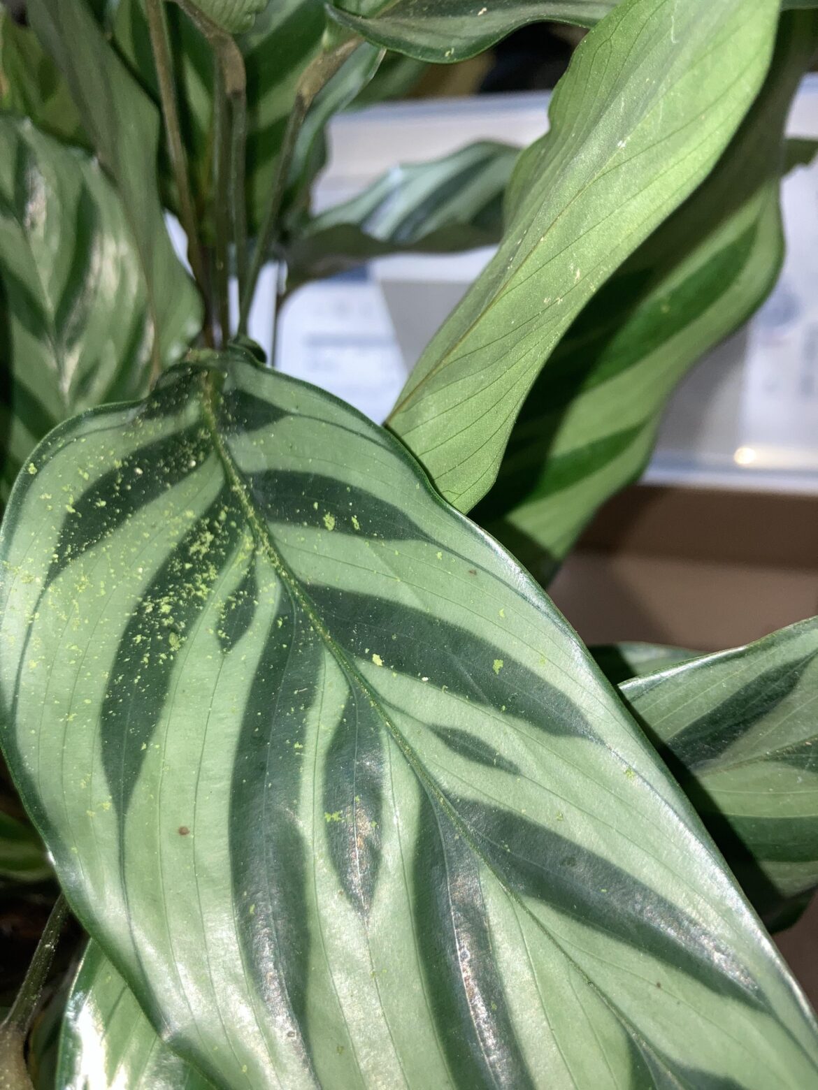 new calathea in perf condittion except whats the green stuff?