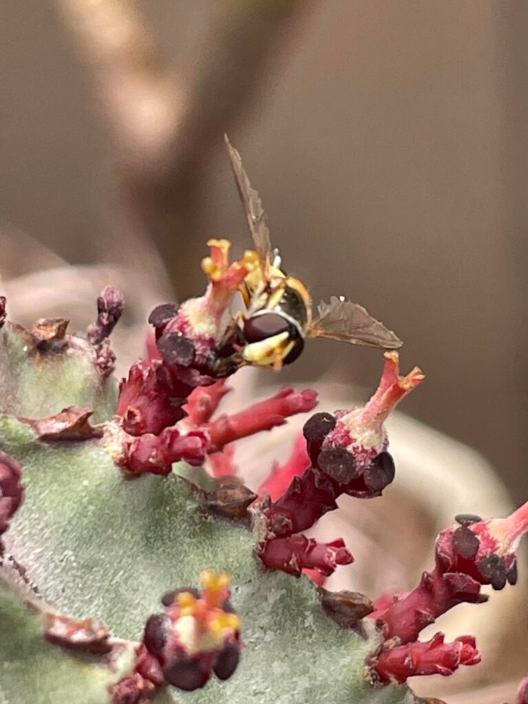 Little fella pollinating my e. horrida var striata!