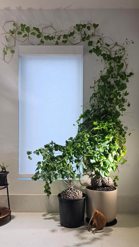 Dioscorea Elephantipes