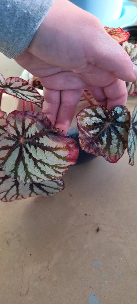 Crispy leaves and long stems fix?