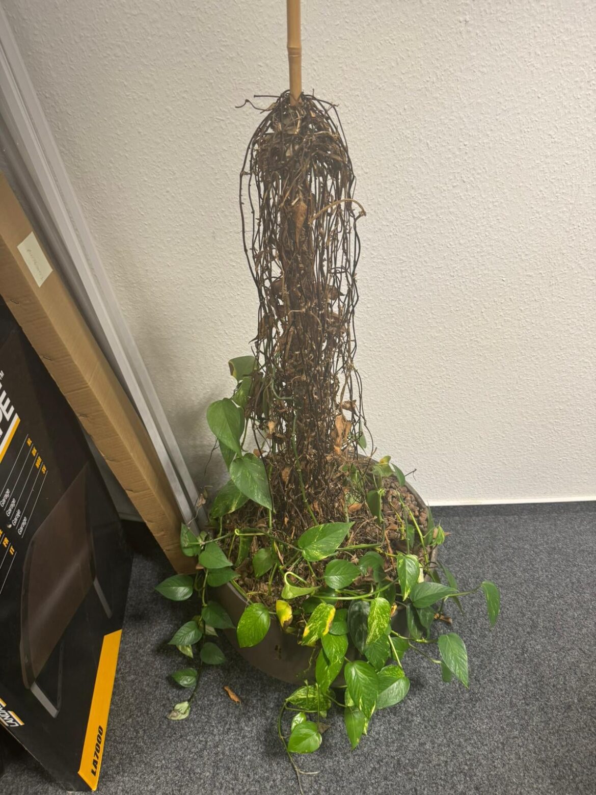 My variegated pothos is thriving 😍