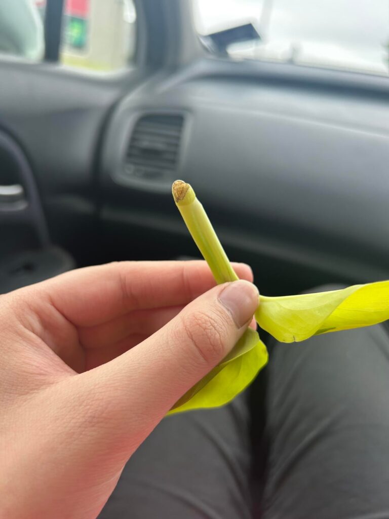 is the node big enough on this neon pothos to propagate?