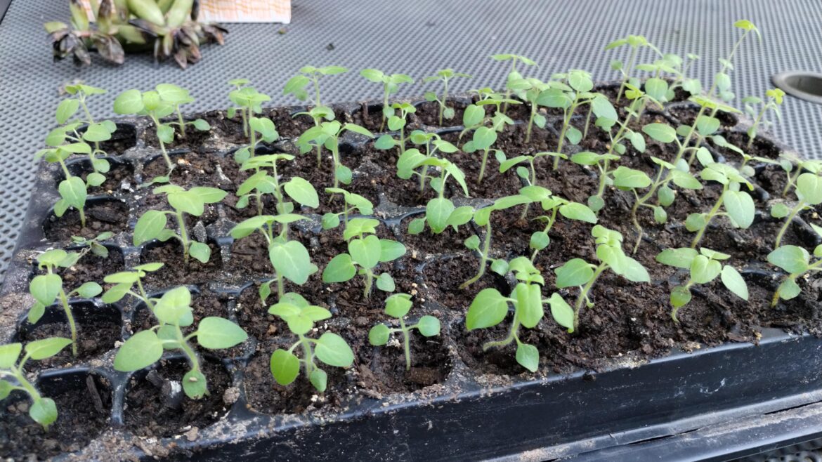 What next with my snapdragons