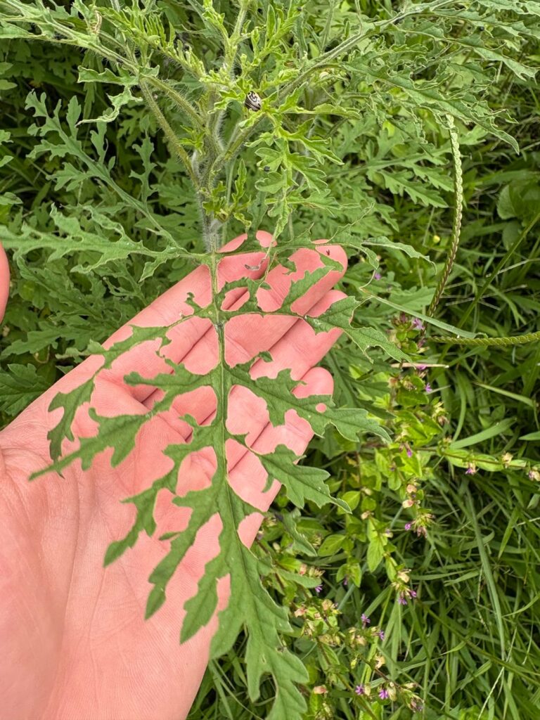 What’s this plant on my parents farm?