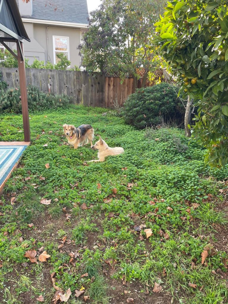 Help with clover v. foxtail