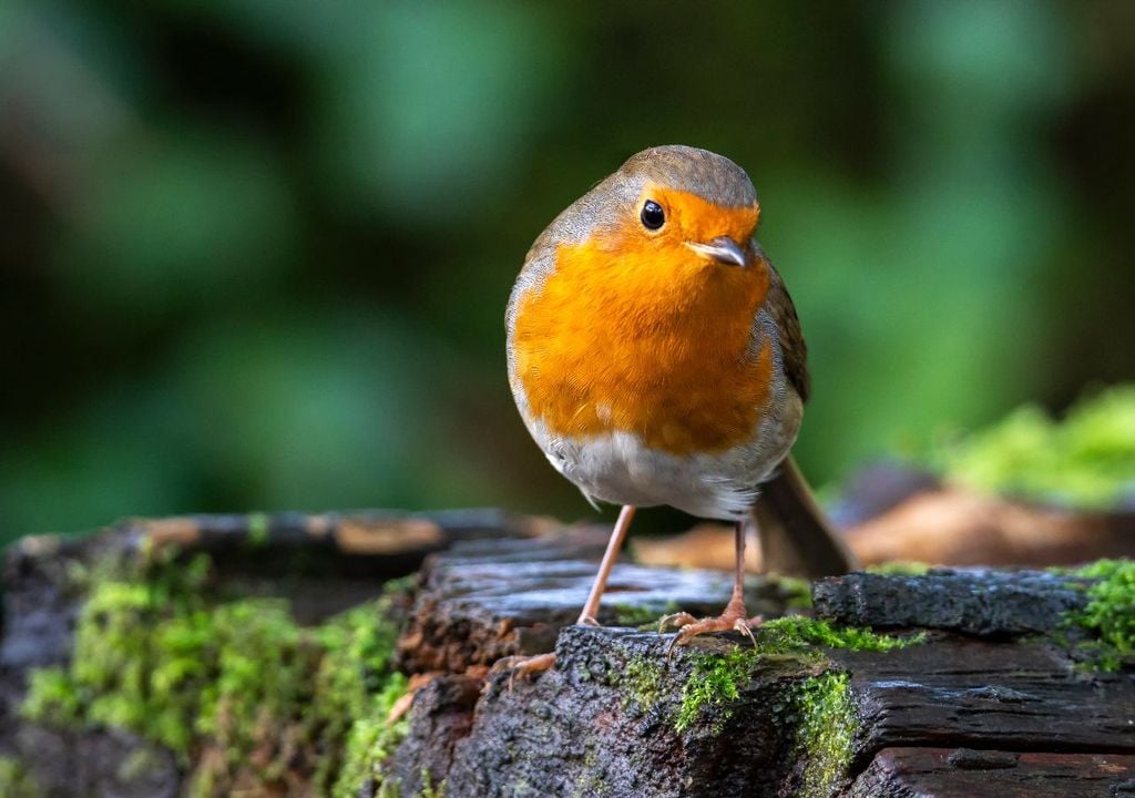 Simple changes such as leaving messier corners, avoiding pesticides and adding log piles have boosted insect life, which has helped robins find the steady feed they need.