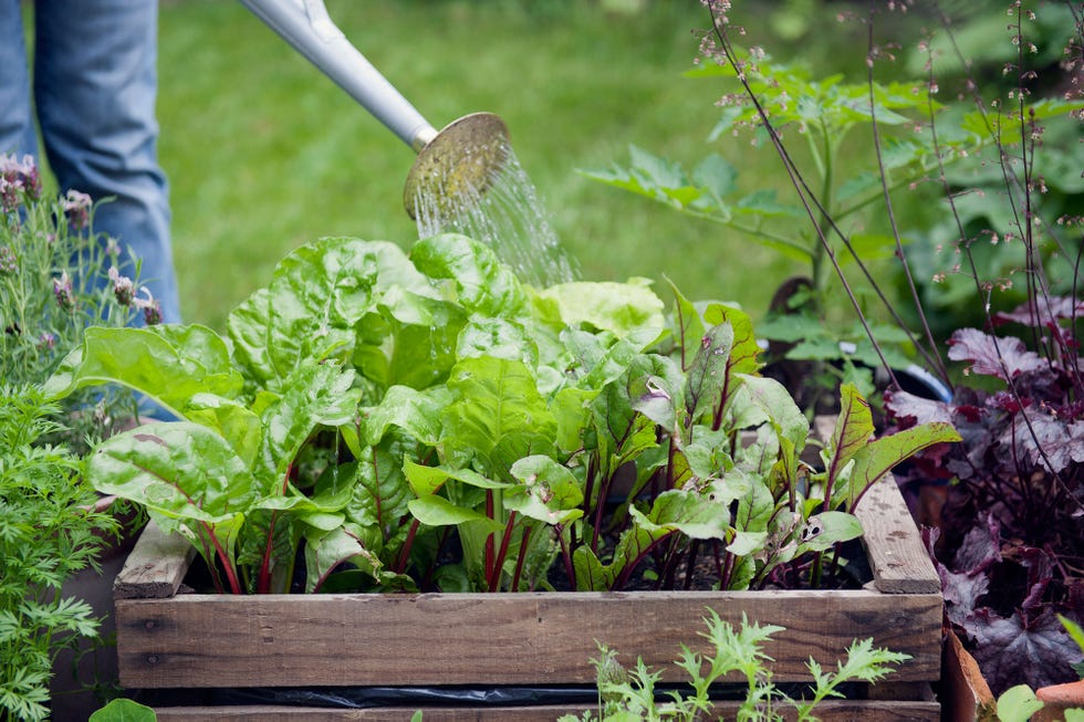 Leaf vegetable, Vegetable, Plant, Spring greens, Herb, Flower, Garden, Leaf, Lettuce, Soil, 