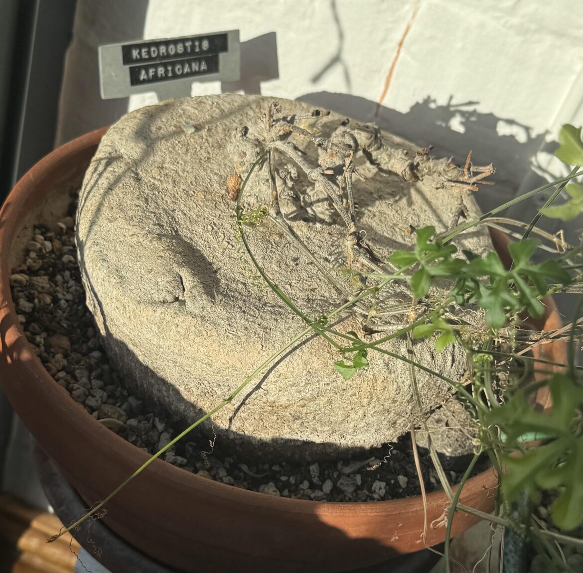 My big K. Africana, still in vine here in Uk